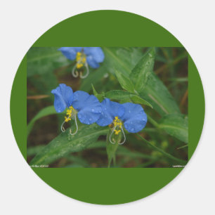 Pegatina Redonda Flor Asiática del Día Azul Ropa y Regalos