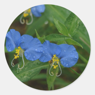 Pegatina Redonda Flor Asiática del Día Azul Ropa y Regalos