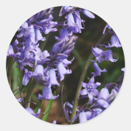 Pegatina Redonda Flor azul azul morado flor de la naturaleza floral