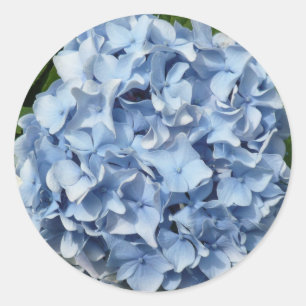 Pegatina Redonda Flor azul del Hydrangea