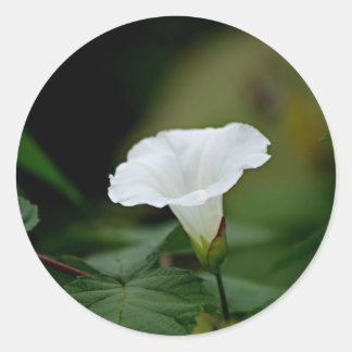 Pegatina Redonda Flor blanca