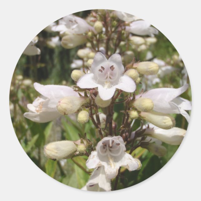 Pegatina Redonda Flor Blanca (Anverso)
