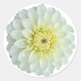 Pegatina Redonda Flor blanca de Dahlia