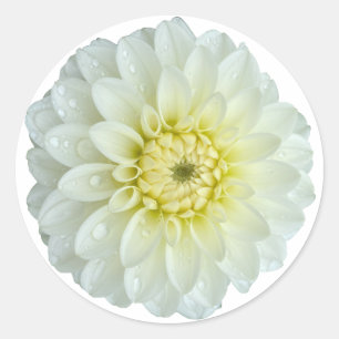 Pegatina Redonda Flor blanca de Dahlia