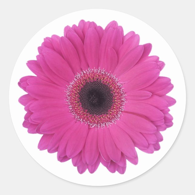Pegatina Redonda Flor caliente magenta rosa Gerbera Daisy (Anverso)