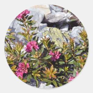 Pegatina Redonda Flor de alpenrose en los Alpes franceses