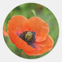 Flor de amapola Naranja salvaje en Nueva Zelanda