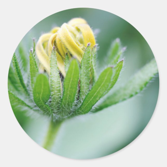 Pegatina Redonda Flor De Apertura De Flor De Cono (Anverso)