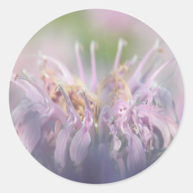 Pegatina Redonda Flor de bergamot beebalm silvestre (Anverso)