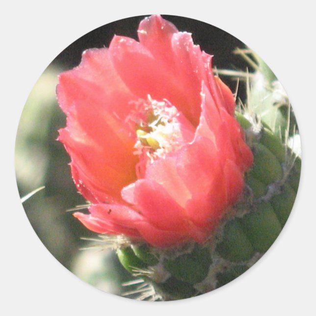 Pegatina Redonda Flor de Cactus (Anverso)