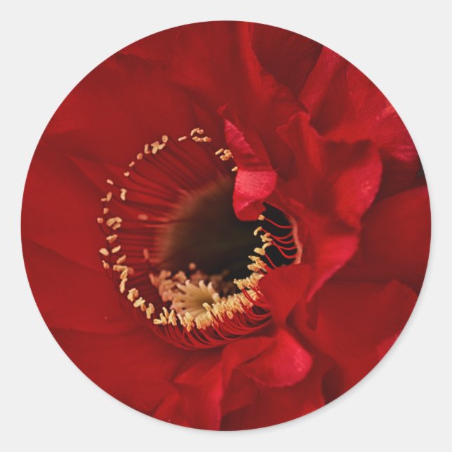 Pegatina Redonda Flor de cactus de Firelight (Anverso)