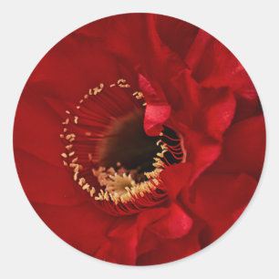 Pegatina Redonda Flor de cactus de Firelight