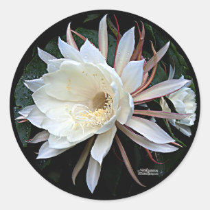 Pegatina Redonda Flor de Cactus Epífita