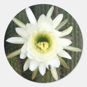 Pegatina Redonda Flor de Cactus Reina de la Noche, Región de Karoo
