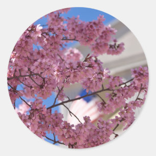Pegatina Redonda Flor de Cerezo Sakura Americana