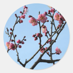 Pegatina Redonda Flor de ciruelo: Japón