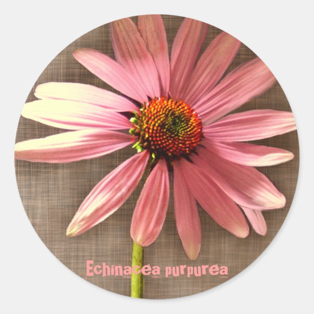 Pegatina Redonda Flor de cono púrpura Echinacea purpurea (Anverso)