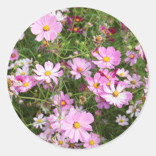 Pegatina Redonda Flor de Cosmos (Bidens Formosa). Kirkwood
