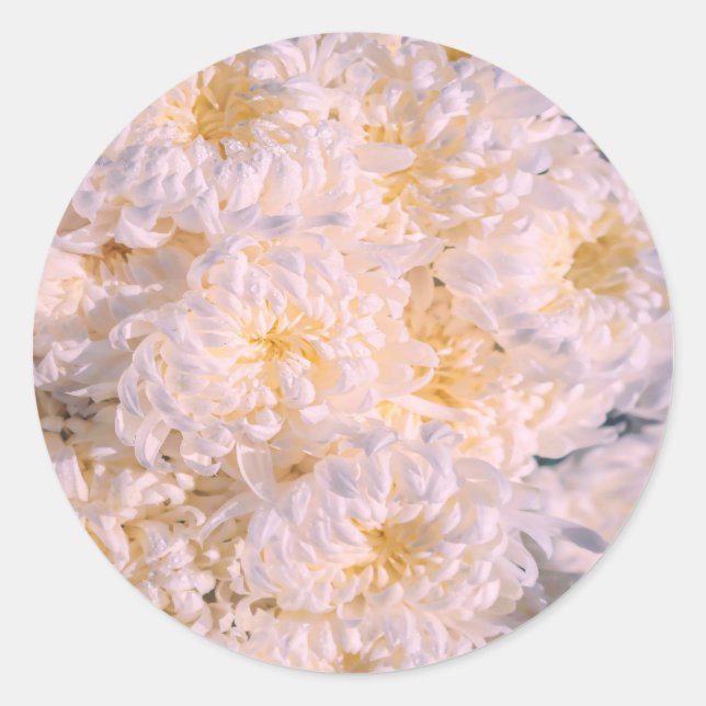 Pegatina Redonda flor de crisantemo (Anverso)
