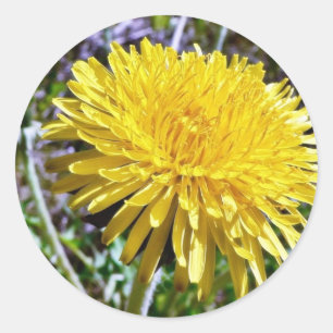 Pegatina Redonda Flor De Dandelion En La Hierba