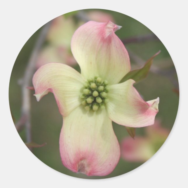 Pegatina Redonda Flor de dogwood (Anverso)