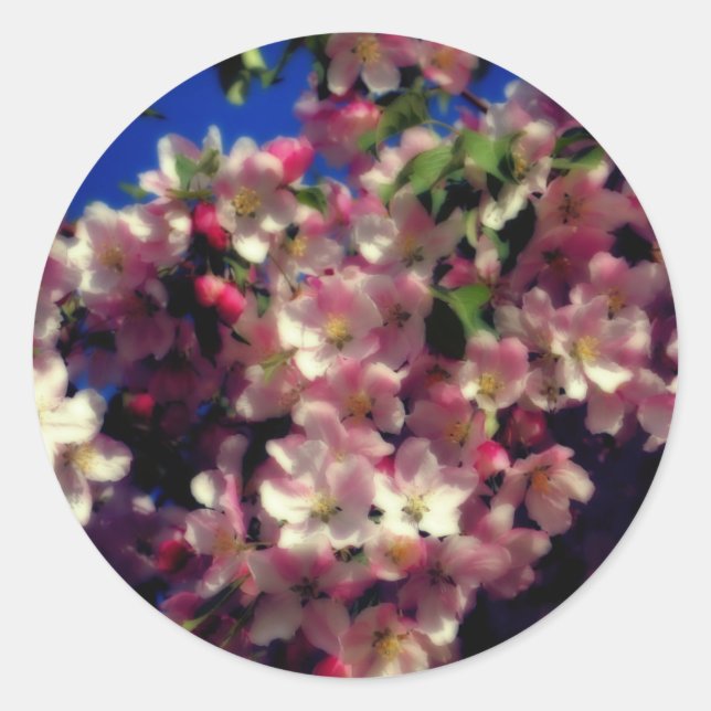 Pegatina Redonda Flor de flores de primavera rosada (Anverso)