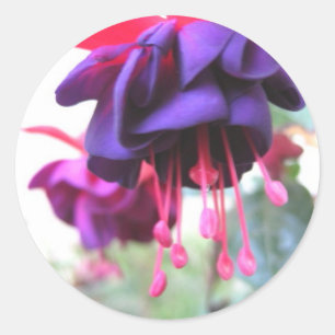 Pegatina Redonda Flor de Fuschia, púrpura y rosa caliente