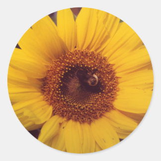 Pegatina Redonda Flor de girasol con insectos de abeja de burbujas