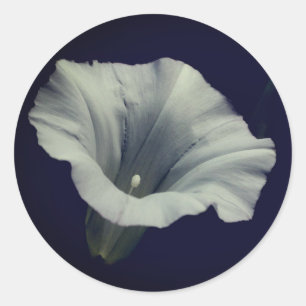 Pegatina Redonda Flor de gloria matutina