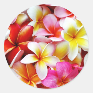 Pegatina Redonda Flor de Hawaii del Frangipani del Plumeria