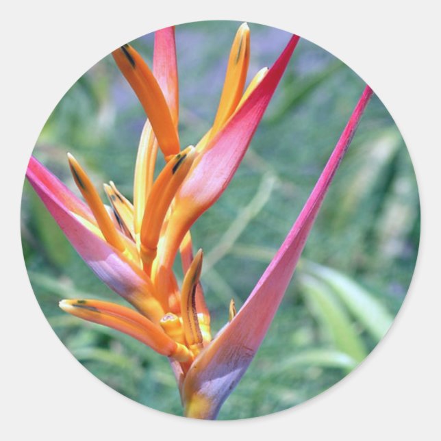 Pegatina Redonda Flor de Heliconia Hawái mejorada (Anverso)