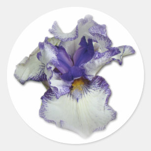 Pegatina Redonda Flor de iris con barba azul y blanca