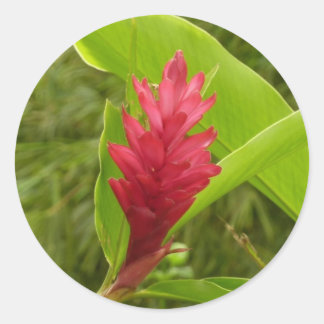 Pegatina Redonda Flor de Jengibre Rojo (Alpinia) Tropical