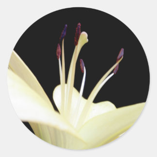 Pegatina Redonda Flor de Lily Blanca Lilies Flowers Foto