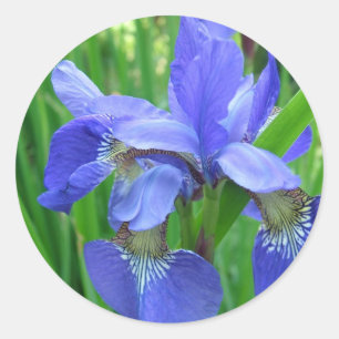 Pegatina Redonda flor de lirio azul. Fotografía floral de jardín na