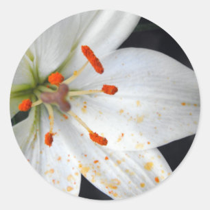Pegatina Redonda flor de lirio blanca