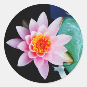 Pegatina Redonda Flor de lirio de agua rosada y naranja caliente