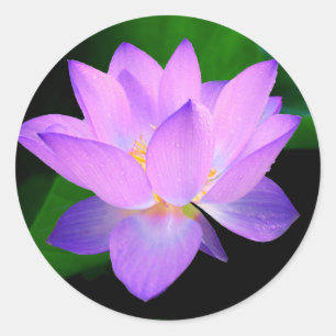 Pegatina Redonda Flor de loto púrpura hermosa en agua