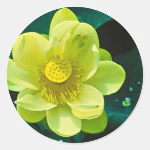 Pegatina Redonda Flor de Lotus