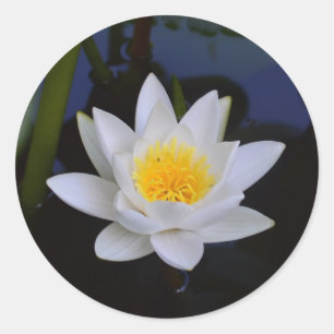 Pegatina Redonda Flor de Lotus blanco
