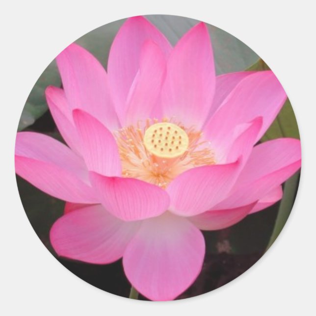 Pegatina Redonda Flor De Lotus Rosa En Bloom (Anverso)