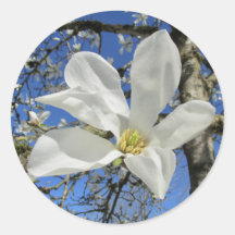 Flor de magnolia blanca en el árbol.