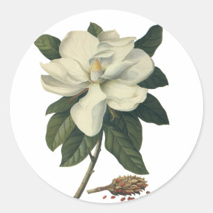 Pegatina Redonda Flor de Magnolia Blanca Florecida Vintage