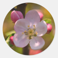 Flor de manzano en primavera