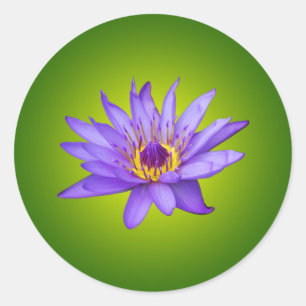 Pegatina Redonda Flor de Nenúfar Estanque Acuático Flor de Agua Púr