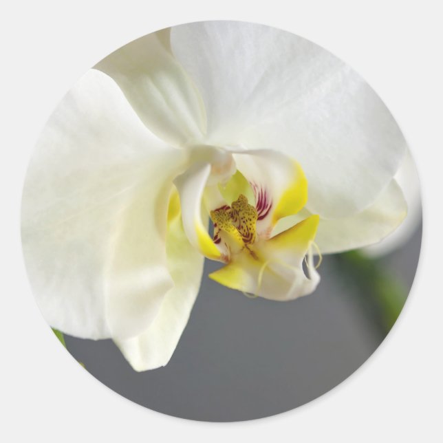 Pegatina Redonda Flor de orquídea blanca (Anverso)