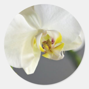 Pegatina Redonda Flor de orquídea blanca