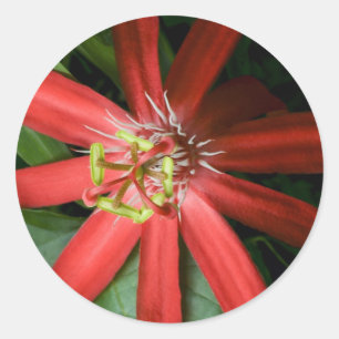 Pegatina Redonda Flor de pasión roja