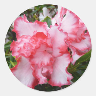 Pegatina Redonda Flor de primavera de Azaleas doble roja y blanca