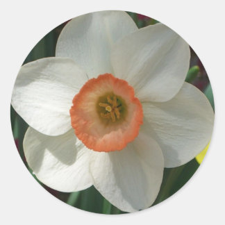 Pegatina Redonda Flor de primavera rosada de Daffodil